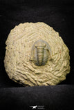 21256 - Great Collection of 14 Cornuproetus sp Middle Devonian Trilobites