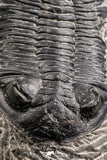 07372 - Nicely Preserved 2.50 Inch Hollardops merocristata Middle Devonian Trilobite