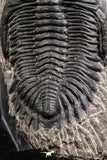 07372 - Nicely Preserved 2.50 Inch Hollardops merocristata Middle Devonian Trilobite