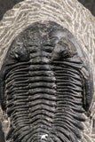 07372 - Nicely Preserved 2.50 Inch Hollardops merocristata Middle Devonian Trilobite
