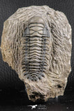 07373 - Gorgeous 3.02 Inch Crotalocephalina (Crotalocephalus) gibbus Lower Devonian Trilobite