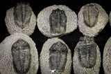 21257 - Great Collection of 15 Coltraneia effelesa Middle Devonian Trilobites