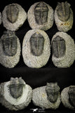 21257 - Great Collection of 15 Coltraneia effelesa Middle Devonian Trilobites