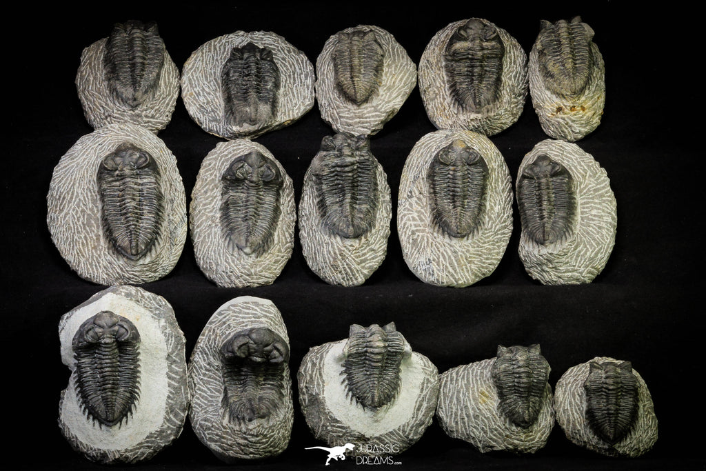 21257 - Great Collection of 15 Coltraneia effelesa Middle Devonian Trilobites