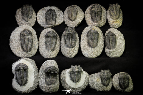 21257 - Great Collection of 15 Coltraneia effelesa Middle Devonian Trilobites