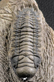 07373 - Gorgeous 3.02 Inch Crotalocephalina (Crotalocephalus) gibbus Lower Devonian Trilobite