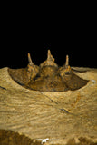 30210 - Top Quality 1.61 Inch Scabriscutellum sp Middle Devonian Trilobite