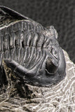 07375 - Nicely Preserved 2.14 Inch Hollardops merocristata Middle Devonian Trilobite