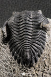 07375 - Nicely Preserved 2.14 Inch Hollardops merocristata Middle Devonian Trilobite