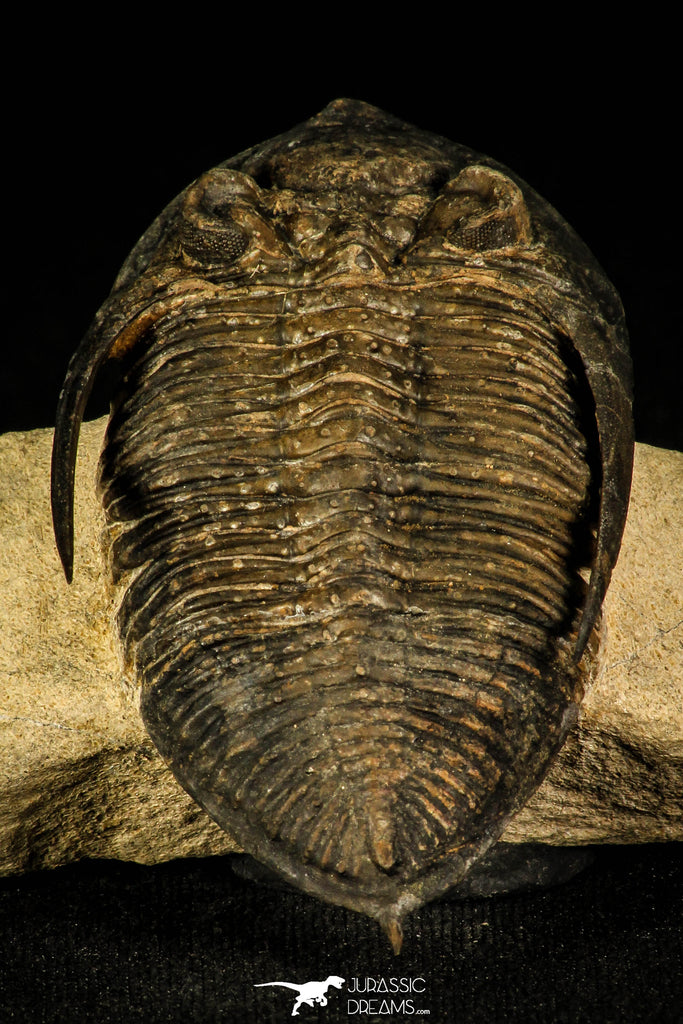 30213 - Finest Quality 2.52 Inch Zlichovaspis rugosa Lower Devonian Trilobite