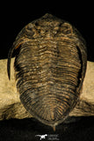 30213 - Finest Quality 2.52 Inch Zlichovaspis rugosa Lower Devonian Trilobite