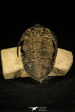 30213 - Finest Quality 2.52 Inch Zlichovaspis rugosa Lower Devonian Trilobite
