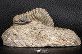 07377 - Gorgeous 1.99 Inch Crotalocephalina (Crotalocephalus) gibbus Lower Devonian Trilobite