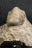 07377 - Gorgeous 1.99 Inch Crotalocephalina (Crotalocephalus) gibbus Lower Devonian Trilobite