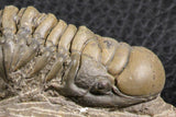 07377 - Gorgeous 1.99 Inch Crotalocephalina (Crotalocephalus) gibbus Lower Devonian Trilobite