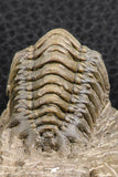 07377 - Gorgeous 1.99 Inch Crotalocephalina (Crotalocephalus) gibbus Lower Devonian Trilobite