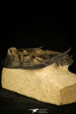 30213 - Finest Quality 2.52 Inch Zlichovaspis rugosa Lower Devonian Trilobite