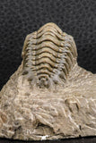 07377 - Gorgeous 1.99 Inch Crotalocephalina (Crotalocephalus) gibbus Lower Devonian Trilobite