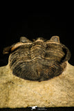 30213 - Finest Quality 2.52 Inch Zlichovaspis rugosa Lower Devonian Trilobite
