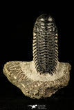 30214 - Gorgeous 3.21 Inch Crotalocephalina (Crotalocephalus) gibbus Lower Devonian Trilobite