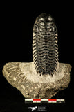 30214 - Gorgeous 3.21 Inch Crotalocephalina (Crotalocephalus) gibbus Lower Devonian Trilobite
