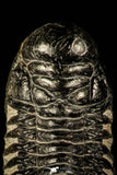 30214 - Gorgeous 3.21 Inch Crotalocephalina (Crotalocephalus) gibbus Lower Devonian Trilobite