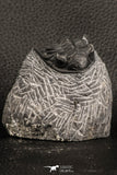 07378 - Top Rare 1.39 Inch Saharops bensaidi Lower Devonian Trilobite