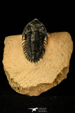30215 - Top Beautiful 2.09 Inch Metacanthina issoumourensis Lower Devonian
