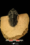 30215 - Top Beautiful 2.09 Inch Metacanthina issoumourensis Lower Devonian