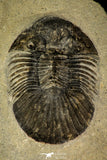 30216 - Top Quality 1.45 Inch Scabriscutellum sp Middle Devonian Trilobite