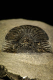 30216 - Top Quality 1.45 Inch Scabriscutellum sp Middle Devonian Trilobite