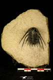 30217 - Outstanding 1.21 Inch Kettneraspis prescheri (Long Occipital Horn) Lower Devonian Trilobite
