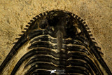 30217 - Outstanding 1.21 Inch Kettneraspis prescheri (Long Occipital Horn) Lower Devonian Trilobite