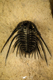 30217 - Outstanding 1.21 Inch Kettneraspis prescheri (Long Occipital Horn) Lower Devonian Trilobite