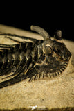 30217 - Outstanding 1.21 Inch Kettneraspis prescheri (Long Occipital Horn) Lower Devonian Trilobite