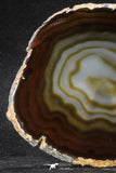 20257 -  Extremely Beautiful 5.46 Inch Brazilian Agate Slice (Chalcedony Geode Section)