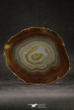 20257 -  Extremely Beautiful 5.46 Inch Brazilian Agate Slice (Chalcedony Geode Section)