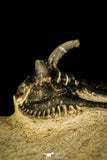 30217 - Outstanding 1.21 Inch Kettneraspis prescheri (Long Occipital Horn) Lower Devonian Trilobite