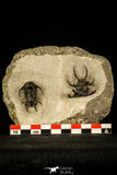 30218 - Outstanding Association of 2 Ceratarges sp Middle Devonian Trilobite