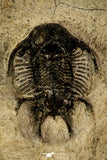 30218 - Outstanding Association of 2 Ceratarges sp Middle Devonian Trilobite