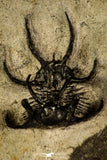 30218 - Outstanding Association of 2 Ceratarges sp Middle Devonian Trilobite