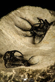 30218 - Outstanding Association of 2 Ceratarges sp Middle Devonian Trilobite
