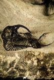 30218 - Outstanding Association of 2 Ceratarges sp Middle Devonian Trilobite