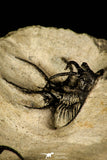 30218 - Outstanding Association of 2 Ceratarges sp Middle Devonian Trilobite