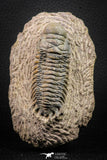 08314 - Beautiful 2.87 Inch Crotalocephalina (Crotalocephalus) gibbus Lower Devonian Trilobite