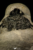 30219 - Partial Prepared 2.09 Inch Quadrops flexuosa Devonian Trilobite