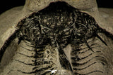 30219 - Partial Prepared 2.09 Inch Quadrops flexuosa Devonian Trilobite