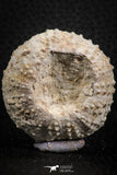 07388 - Top Quality 1.71 Inch Tetragramma marticense (Sea Urchin) Cretaceous