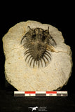 30220 - Museum Grade Spiny 1.65 Inch Comura bultyncki Middle Devonian Trilobite