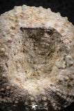 07388 - Top Quality 1.71 Inch Tetragramma marticense (Sea Urchin) Cretaceous